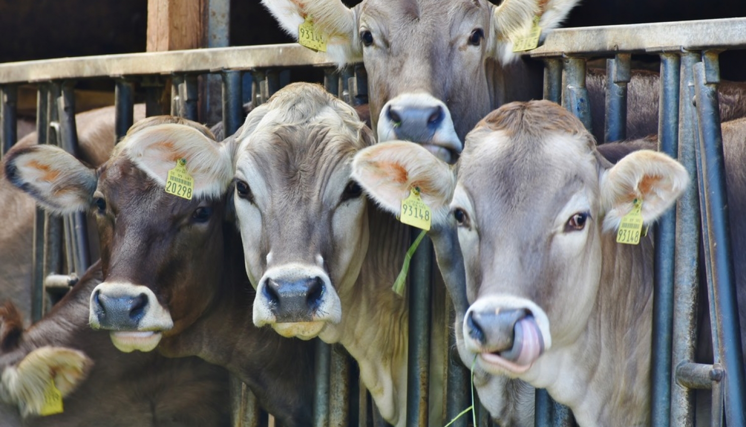 Jauni noteikumi arī slaucamo govju un slaucamo kazu pārraudzībai un snieguma pārbaudei